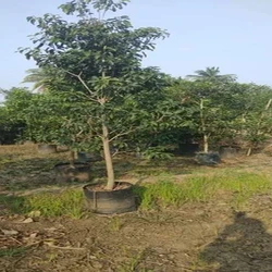 Avenue Trees Plant