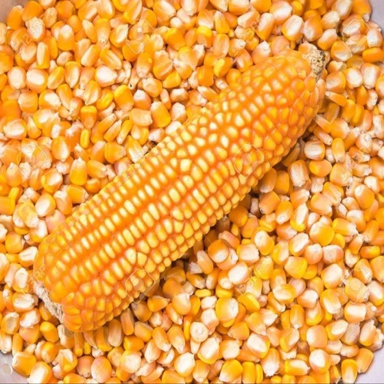 yellow-organic-corn-2.webp