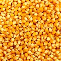 Yellow Organic Corn