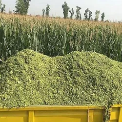 Corn Silage Animal Feed Bale