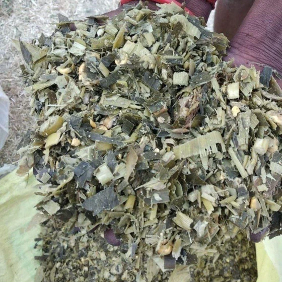 corn-animal-silage-2.webp