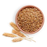 Whole Wheat Grain