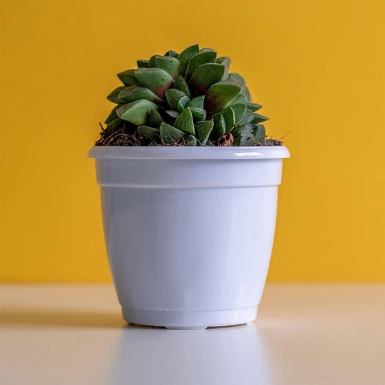star-cactus-plant-2.webp