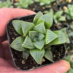 Star Cactus Plant
