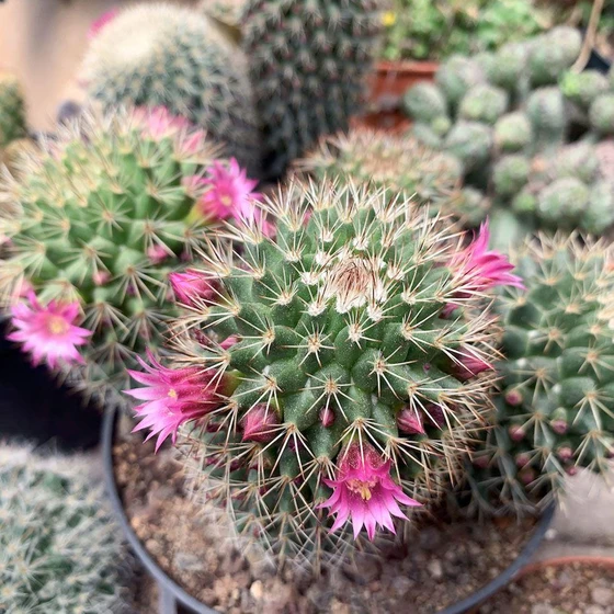 mammillaria-cactus-plant-2.webp