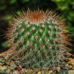 Mammillaria Cactus Plant