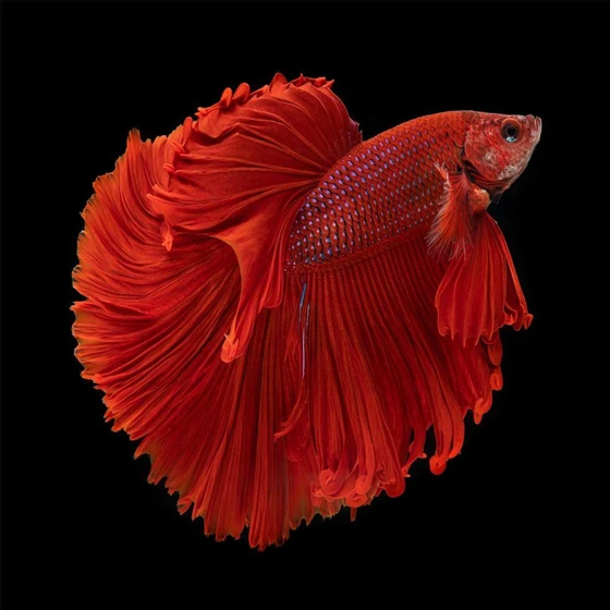rose-betta-fighting-fish-2.webp