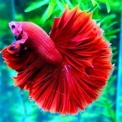 Rose Betta Fighting Fish, Eye-catching, fin shape