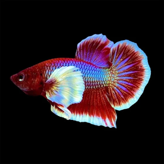 dumbo-betta-fighting-fish-2.webp