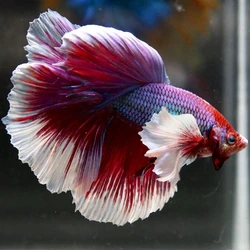 Dumbo Betta Fighting Fish, Long bigger pectoral fin