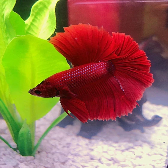 red-betta-fighting-fish-2.webp