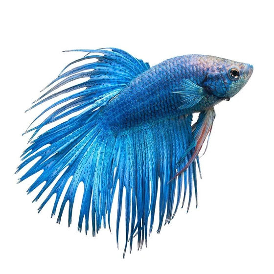crown-betta-fighting-fish-2.webp