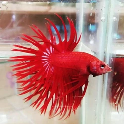 Crown Betta Fighting Fish, Unique, distinctive shape