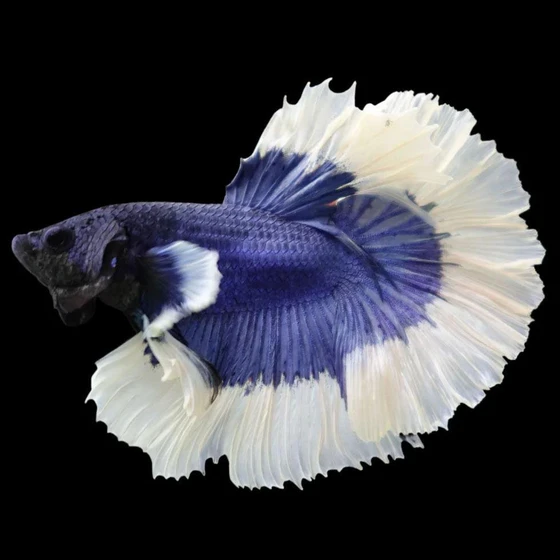 butterfly-betta-fighting-fish-2.webp