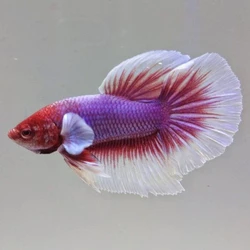 Butterfly Betta Fighting Fish, Popular, unusual color