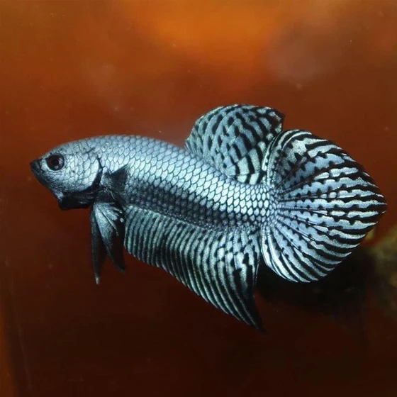 alien-betta-fighting-fish-2.webp