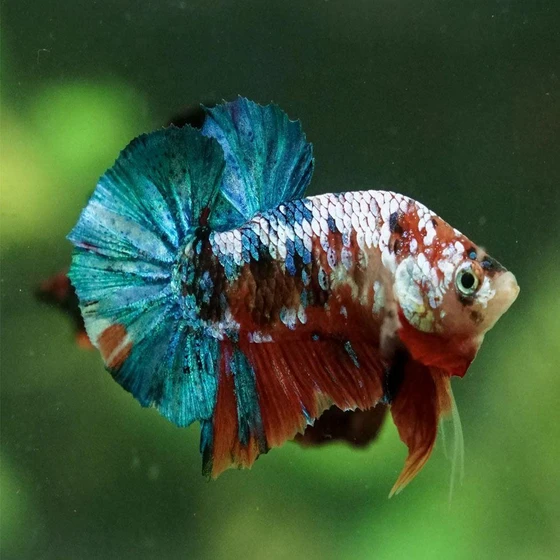 plakat-betta-fighter-fish-2.webp
