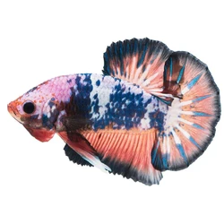 Plakat Betta Fighter Fish, Large size, flowing fins