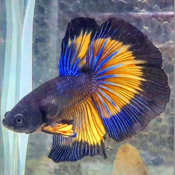 2toned-betta-fighter-fish-2.webp