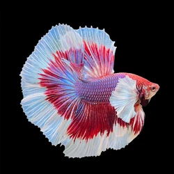2toned Betta Fighter Fish, Unique, 1 inch size