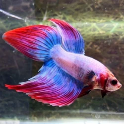 Cambodian Betta Fish, Beautiful, multicolor