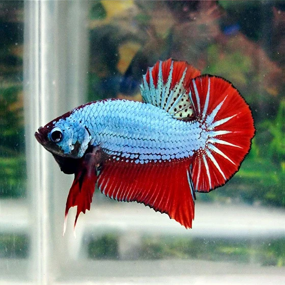 bi-color-betta-fish-2.webp