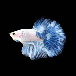 Bi Color Betta Fish, 2 color combination, freshwater