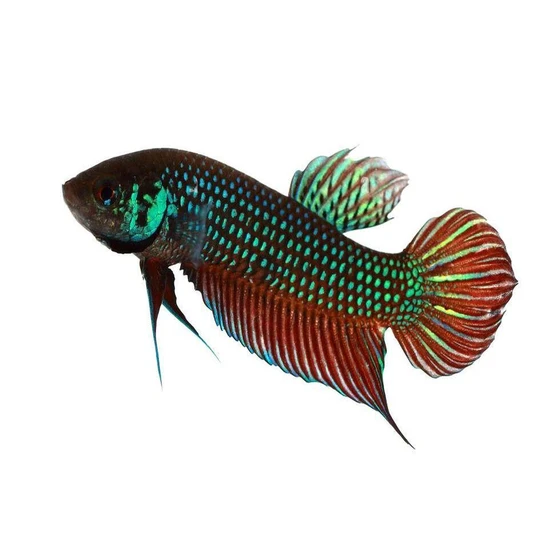 wild-betta-fighter-fish-2.webp