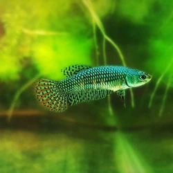 Wild Betta Fighter Fish, Short fins, lesser-known