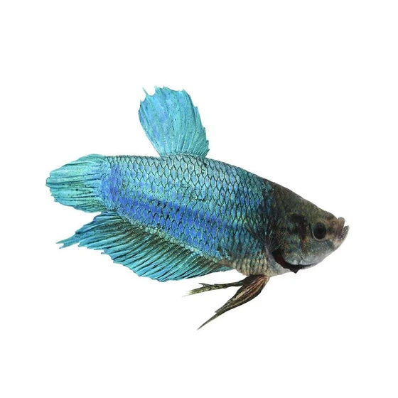 king-betta-fish-2.webp