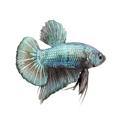 King Betta Fish, 5- 6cm height, vibrant beige color