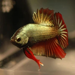 Giant Betta Fighter Fish, Vibrant color, 7 inches size