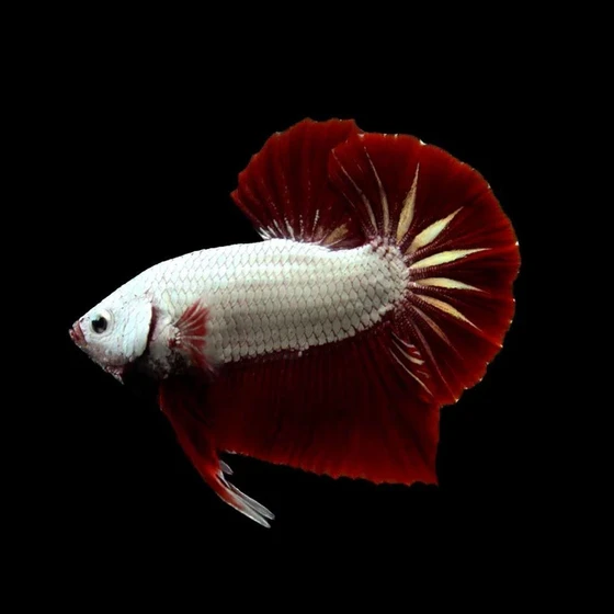 dragon-betta-fish-2.webp