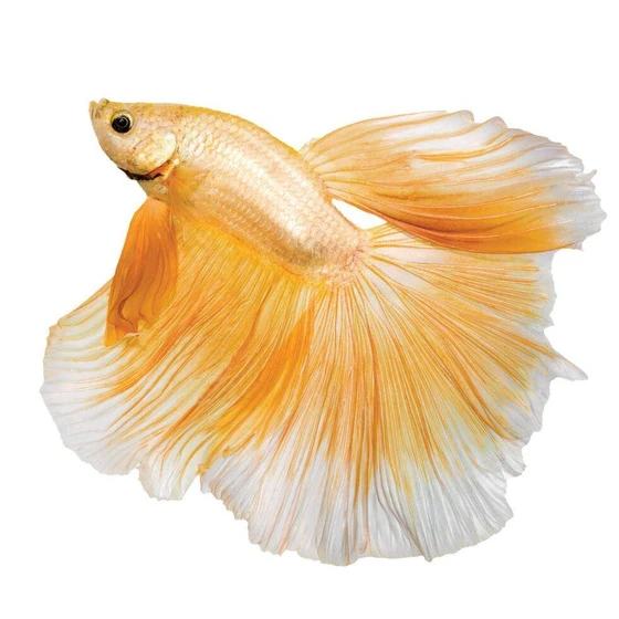 yellow-betta-fish-2.webp