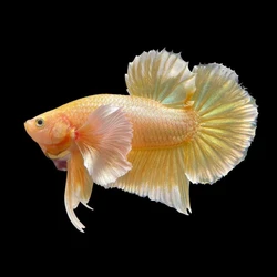 Yellow Betta Fish, Home usage, elegant nature
