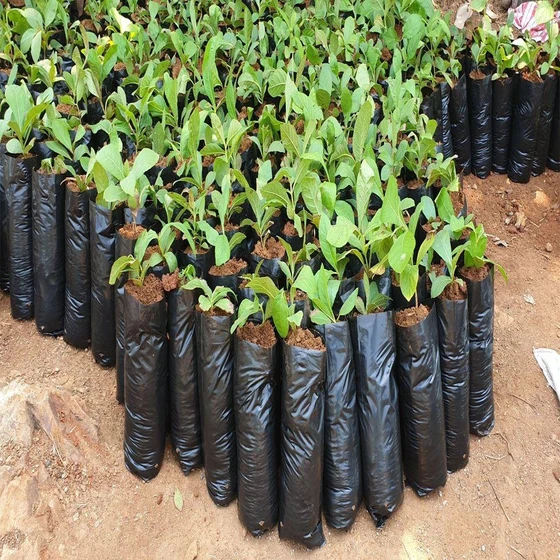 poly-grow-bag-2.webp