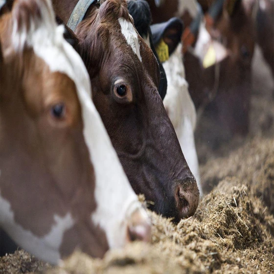 maize-cattle-feed-2.webp