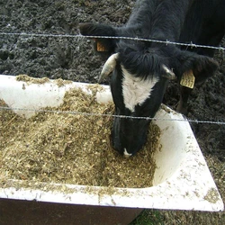Maize Cattle Feed