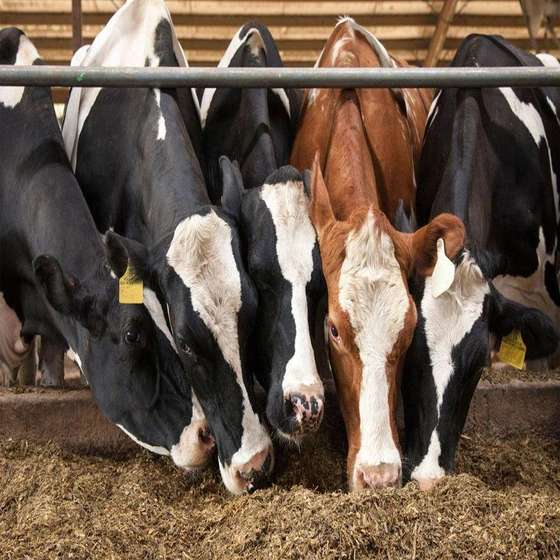 animal-cattle-feed-2.webp