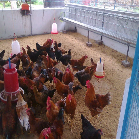 poultry-farm-desi-chicks-2.webp