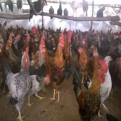 Poultry Farm Desi Chicks
