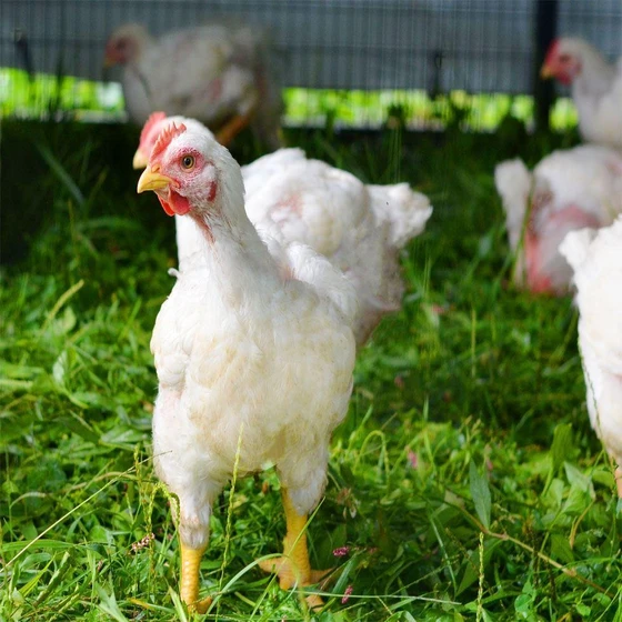 washable-cornish-chicks-2.webp