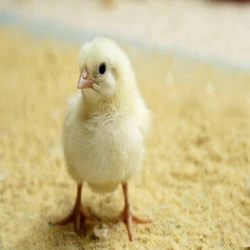 Natural Broiler Chicks
