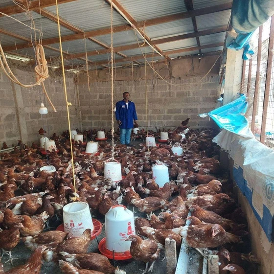 small-poultry-farm-chick-2.webp