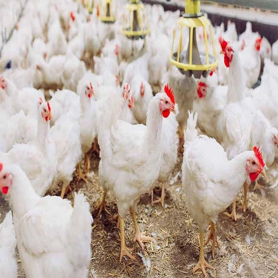 broiler-chicks-2.webp