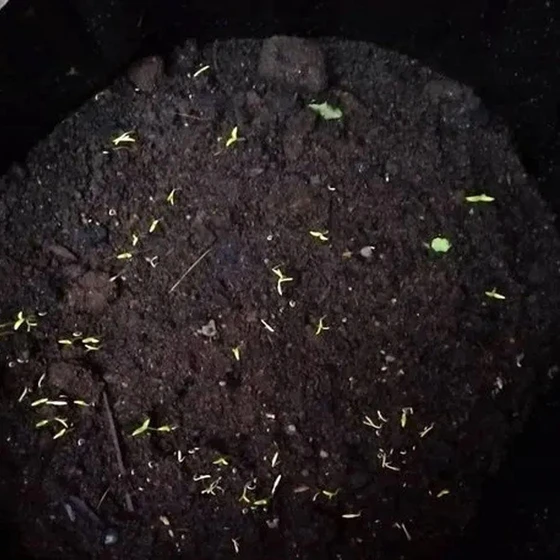 environment-potting-soil-2.webp