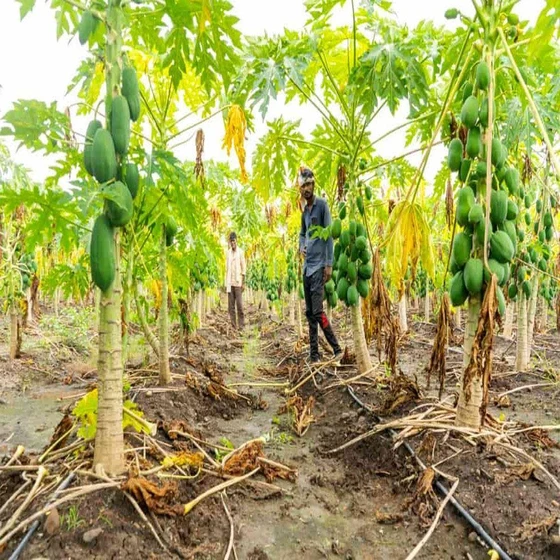 papaya-contract-farming-2.webp