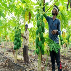 Papaya Contract Farming