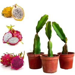 Dragon Fruit Plant