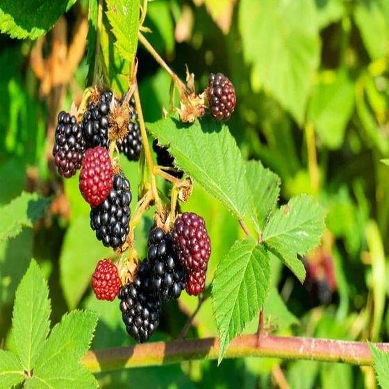blackberry-plant-2.webp